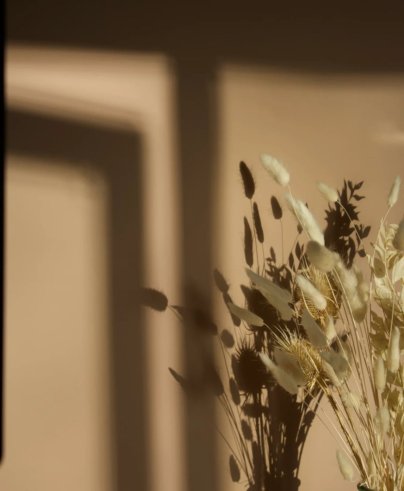 Dried plants against a plaster pink wall with soft shadowy lighting