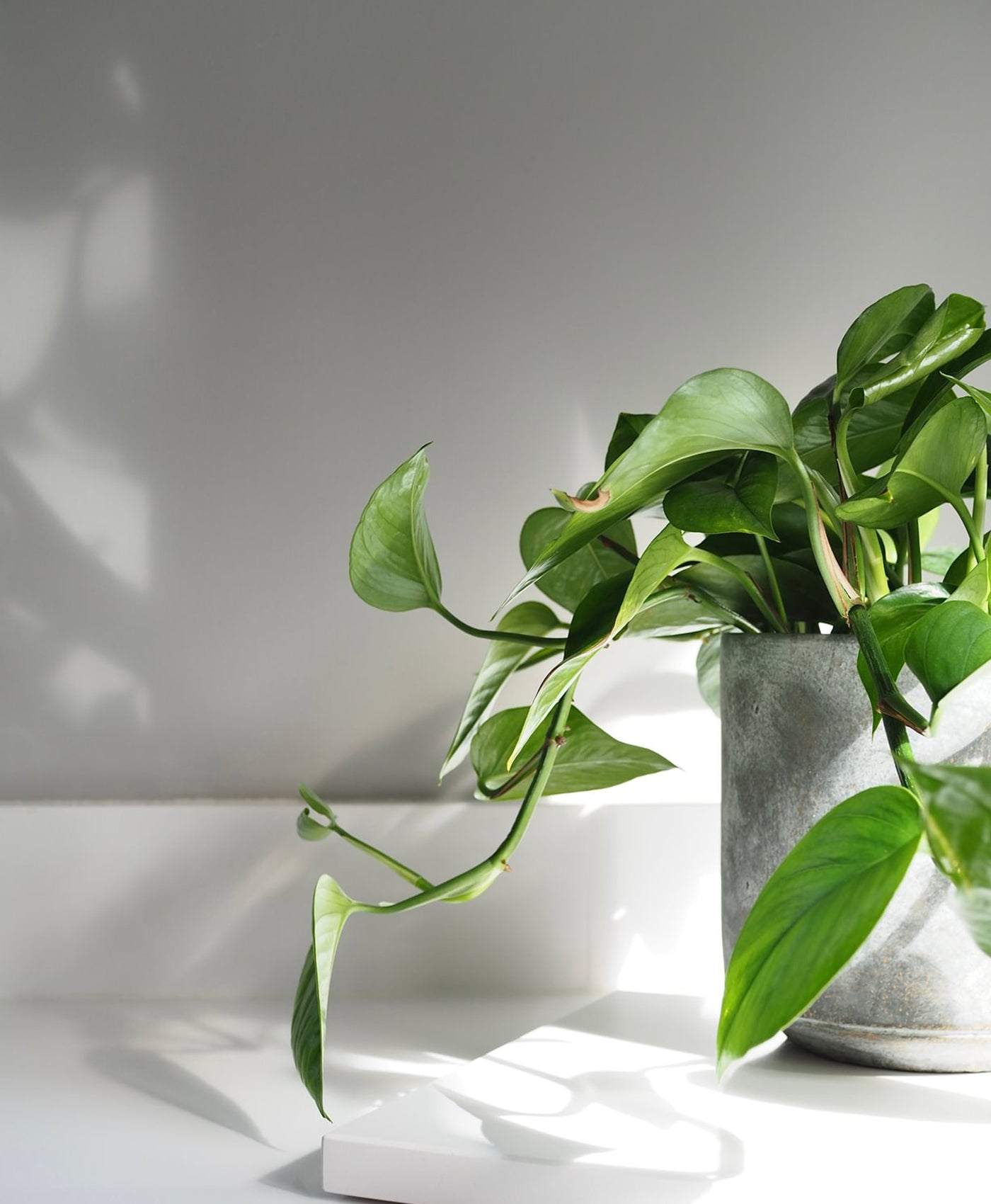 Potted plant on a white surface with a grey background