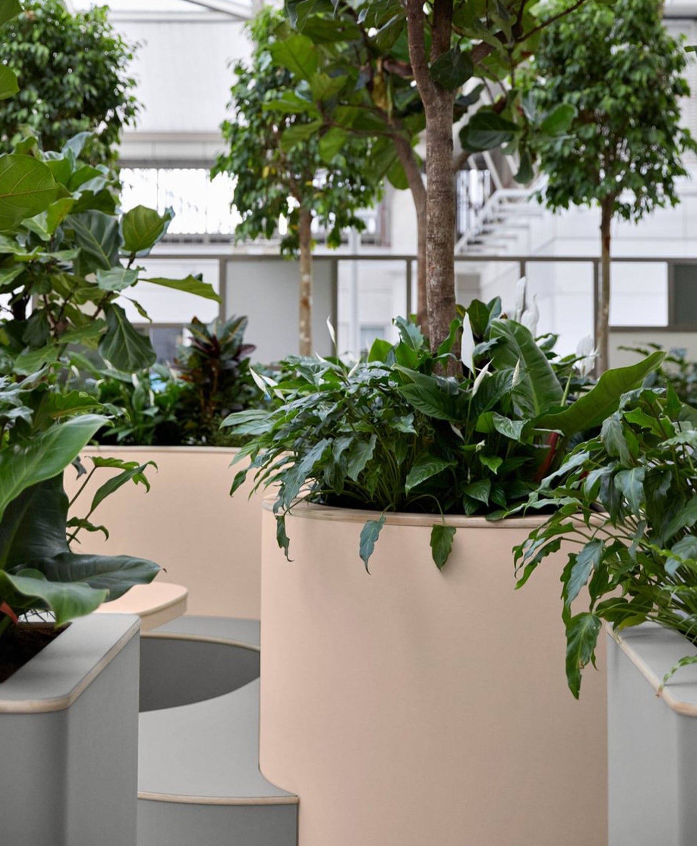 Indoor setting with large plaster coloured potted plants in a modern interior.