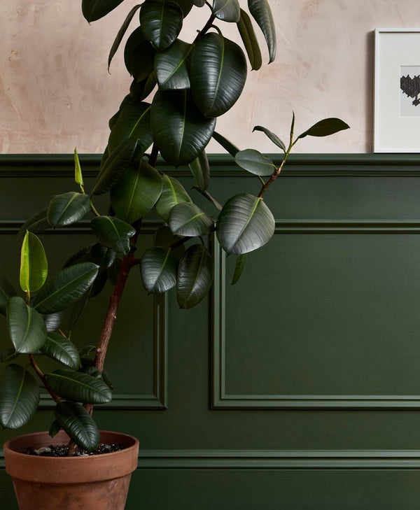 Potted plant against a green panelled wall with a framed picture on a plaster wall.