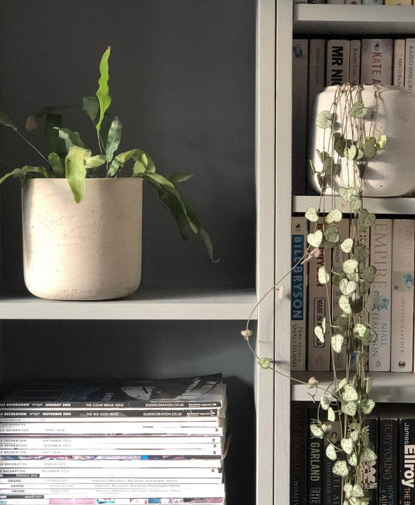 Bookshelf with books, a plant, and decorative items against a warm grey wall.