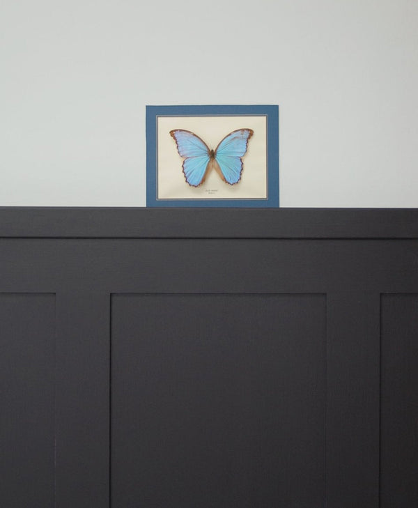 Framed blue butterfly on a light grey wall with black panelling