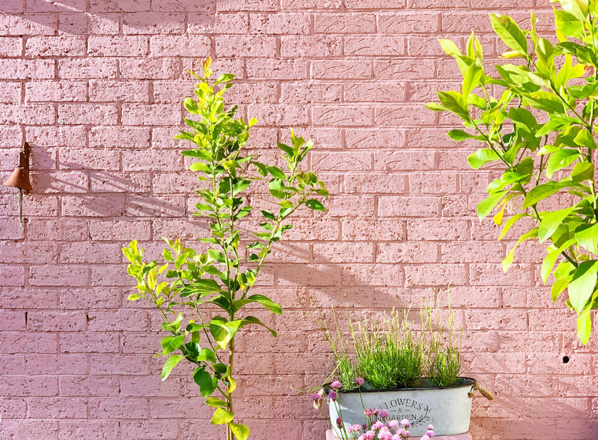 A muted pink brick wall painted with Bloomsbury No.267